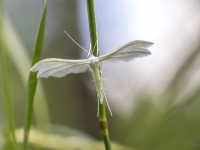 Baltais spalvspārnis (Pterophorus pentadactyla)