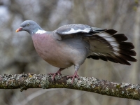 Lauku balodis (Columba palumbus)