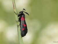 Amoliņa raibspārnis (Zygaena viciae)