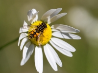  Ziedmuša Helophilus pendulus