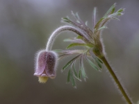 Pļavas silpurene (Pulsatilla pratensis). Īpaši aizsargājama suga.