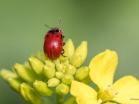Lapgrauzis Gonioctena viminalis