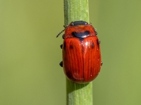 Lapgrauzis Gonioctena viminalis
