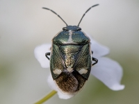 Vairogblakts Eurydema oleracea