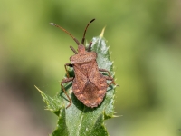Skābeņu-vīgriežu ornamentblakts (Coreus marginatus)