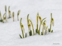 Baltās sniegpulkstenītes (Galanthus nivalis)