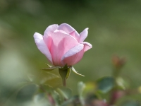 'CINDERELLA'