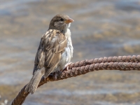 Mājas zvirbulis (Passer domesticus)
