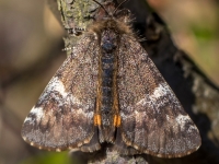 Bērzu pavasarsprīžmetis (Archiearis parthenias)