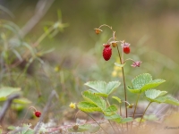 Meža zemene (Fragaria vesca)