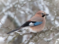 Sīlis (Garrulus glandarius)