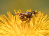 Lielgalvmuša Myopa sp.