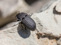 Melnulis Opatrum sabulosum