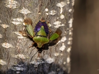 Zaļā vairogblakts (Palomena prasina)