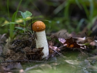 Baltkāta apšubeka (Leccinum albostipitatum)