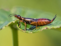 Parastā spīļaste (Forficula auricularia)
