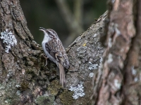 Mizložņa (Certhia familiaris)