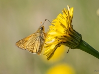 Lielais meža resngalvītis (Ochlodes sylvanus)