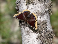 Bērzu raibenis (Nymphalis antiopa)