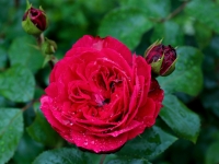'RED LEONARDO DA VINCI'