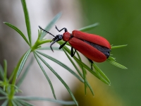 Melngalvas ugunsvabole (Pyrochroa coccinea)