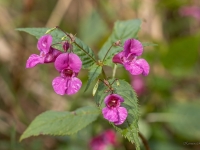 Puķu sprigane (Impatiens glandulifera)