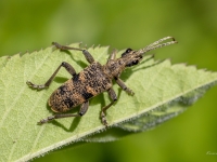 Lapkoku ligzdu koksngrauzis (Rhagium mordax)