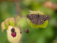 Eglāju samtenis (Pararge aegeria)