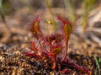 Ieapaļā rasene ( Drosera ×obovata)