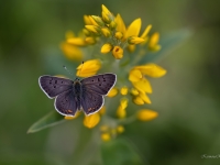 Brūnais zeltainītis (Lycaena tityrus)