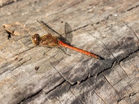 Sarkanā klajumspāre  SYMPETRUM SANGUINEUM