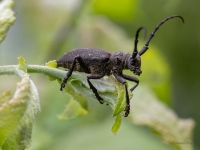 Vītolu koksngrauzis (Lamia textor)