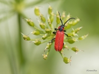 Sarkanspārnis (Lygistopterus sanguineus)