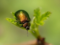 Lapgrauzis Linaeidea aenea