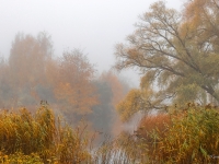 Migla oktobra rītā