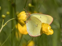 Purva dzeltenis (Colias palaeno)
