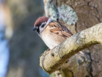 Lauku zvirbulis (Passer montanus)