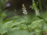 Divlapu žagatiņa (Maianthemum bifolium)