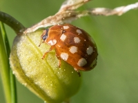 Mārīte Calvia quatuordecimguttata