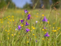 Pļavas pulkstenīte (Campanula patula)