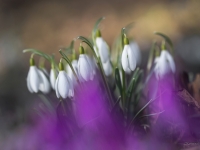 Baltās sniegpulkstenītes (Galanthus nivalis)