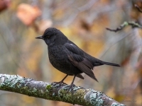 Melnais meža strazds (Turdus merula)