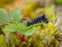 Skābeņu pelēkpūcīte (Acronicta rumicis)