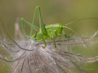 Sienāzis