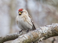Parastais ķeģis (Acanthis flammea)