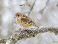 Zaļžubīte (Chloris chloris)