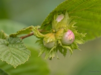 Parastā lazda  (Corylus avellana)