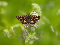 Melnais gāršas resngalvītis (Carterocephalus palaemon)