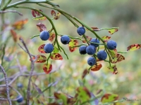 Parastās mellenes (Vaccinium myrtillus)