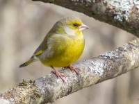 Zaļžubīte (Chloris chloris)